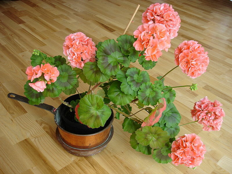 potted geranium