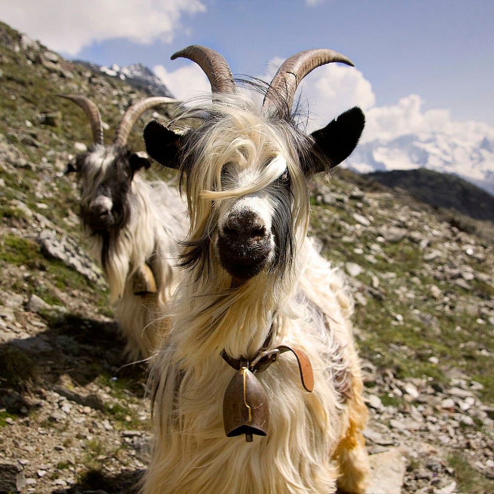Swiss goats