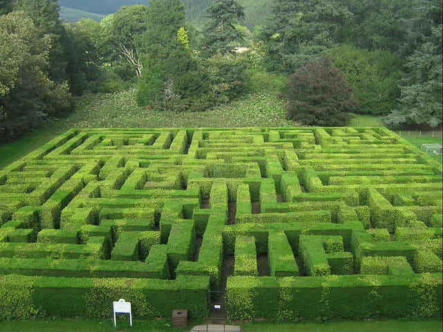 hedge maze