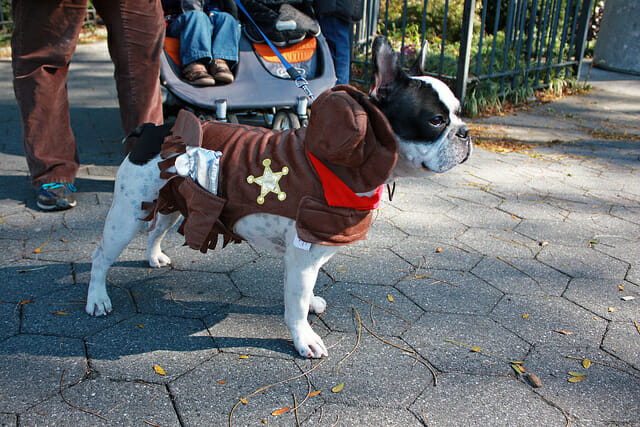 dog wearing sheriff costume