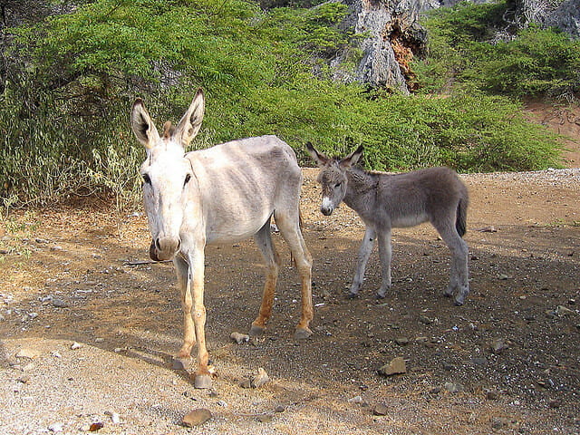 another donkey family