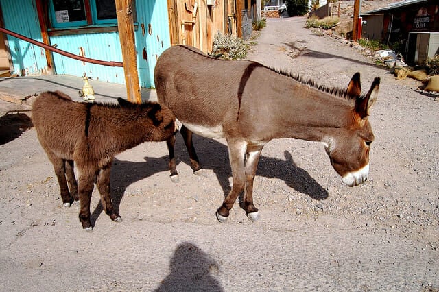 donkey family