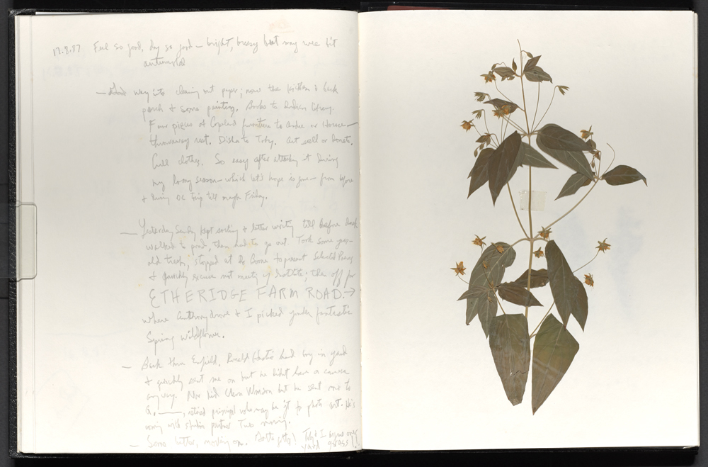 Leaves preserved in the pages of a notebook.