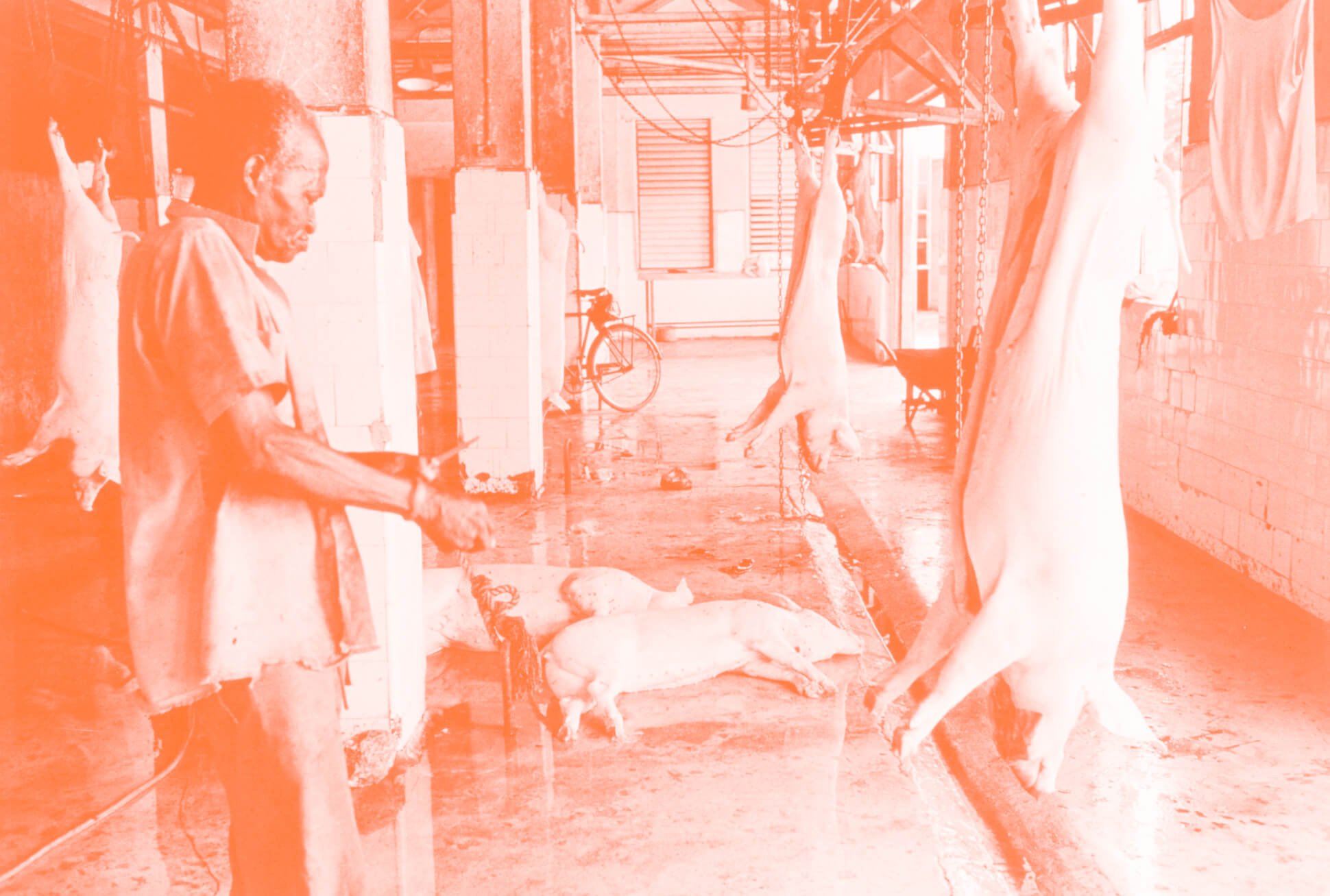 Pigs hang on hooks on the line at a slaughterhouse.