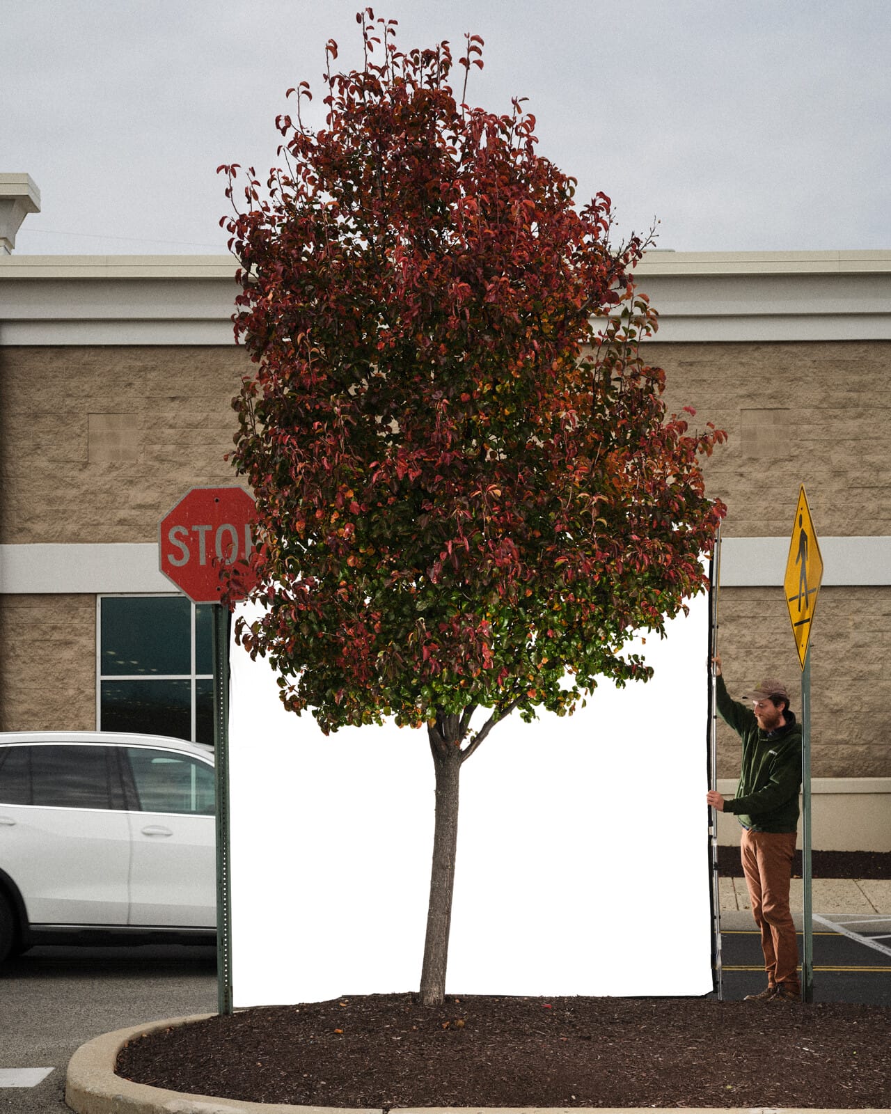 A photograph of a man holding a white screen in a parking lot, behind a twenty-foot tree with reddish leaves at the top that fade into a bright green toward the bottom.