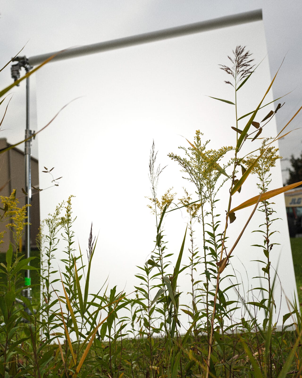 A photograph of a roll of white screen held by a tall metal apparatus. Before it are various shoots of tall weeds, some with yellow flowers, others with grains.