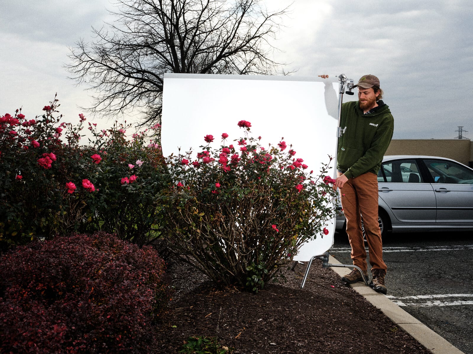 A man stands to the right of a white screen. In front of the screen are red rose bushes blanketed in mulch, next to a curb and parking spots.