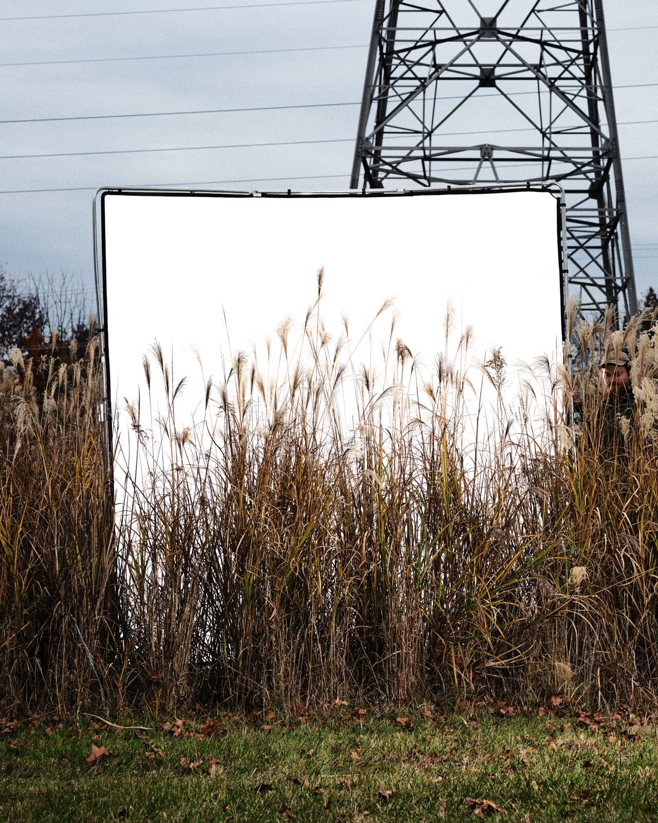 A photograph of a square white screen sits behind a row of tall brownish grass with wispy grains at its edges. Behind the screen is a tall electrical pylon.