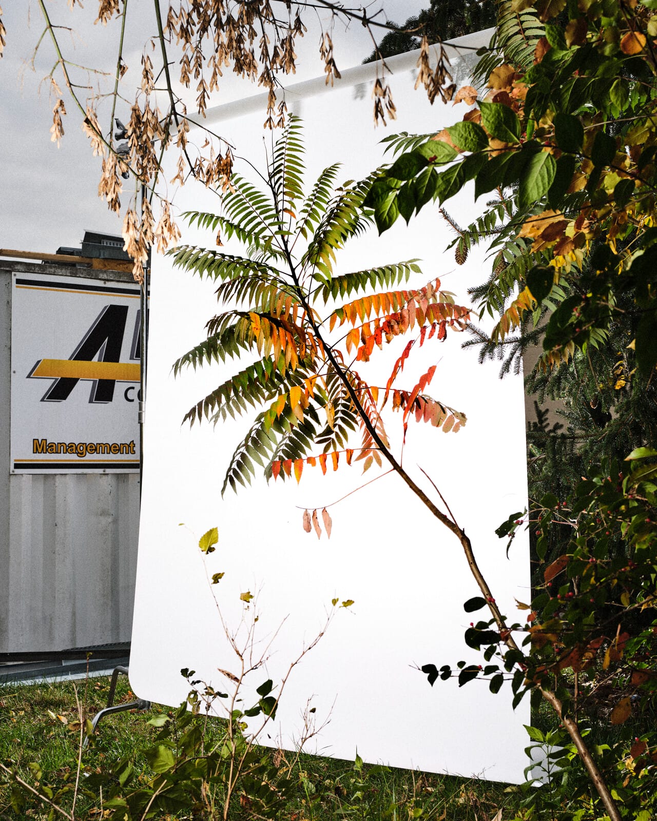 A photograph of a white screen with a large branch of a tree in front of it. Its leaves are green at the tips, gradually turning yellow and orange as they reach the base of the branch. Behind the screen is an aluminum wall that includes a logo that begins with the letter “A” and reads “Management” below it.