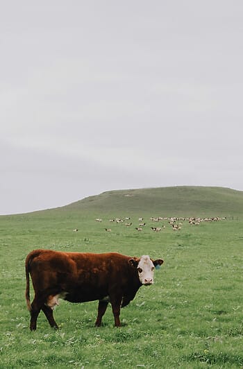 A photograph of a brown and white cow on lush green grass. In the distance are more cows, just before a wide, smooth hill.